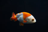 Baby Ranchu  Red White 3 Inch (ID#416R9b-35) Free2Day SHIPPING