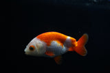 Baby Ranchu  Red White 3 Inch (ID#416R9b-35) Free2Day SHIPPING