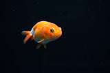 Baby Ranchu  Red White 2.5 Inch (ID#416R9b-36) Free2Day SHIPPING