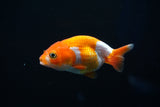 Baby Ranchu  Red White 2.5 Inch (ID#416R9b-36) Free2Day SHIPPING