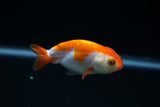 Baby Ranchu  Red White 3 Inch (ID#416R9b-41) Free2Day SHIPPING