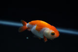 Baby Ranchu  Red White 3 Inch (ID#416R9b-41) Free2Day SHIPPING