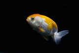 Baby Ranchu  Red White 2.5 Inch (ID#416R9b-44) Free2Day SHIPPING