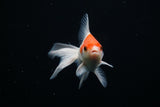 Ryukin Longtail Red White 4.5 Inch (ID#412Ry7a-17) Free2Day SHIPPING