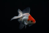 Ryukin Longtail Red White 4.5 Inch (ID#412Ry7a-17) Free2Day SHIPPING