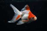 Ryukin Longtail Red White 4 Inch (ID#412Ry7a-19) Free2Day SHIPPING