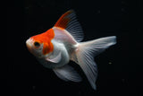 Ryukin Longtail Red White 4 Inch (ID#412Ry7a-19) Free2Day SHIPPING