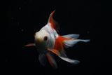 Ryukin Longtail Red White 4.5 Inch (ID#412Ry7a-20) Free2Day SHIPPING