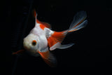 Ryukin Longtail Red White 4.5 Inch (ID#412Ry7a-20) Free2Day SHIPPING