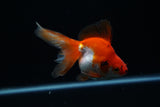 Ryukin Longtail Red White 4.5 Inch (ID#412Ry7a-21) Free2Day SHIPPING