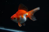 Ryukin Longtail Red White 4.5 Inch (ID#412Ry7a-21) Free2Day SHIPPING