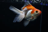 Ryukin Longtail Red White 4 Inch (ID#412Ry7a-22) Free2Day SHIPPING