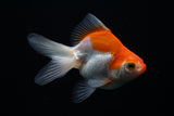 Ryukin Longtail Red White 4 Inch (ID#412Ry7a-22) Free2Day SHIPPING