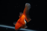 Ryukin Longtail Red White 4 Inch (ID#412Ry7a-23) Free2Day SHIPPING