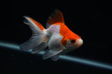 Ryukin Longtail Red White 4 Inch (ID#416Ry7a-15) Free2Day SHIPPING