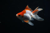 Ryukin Longtail Red White 4 Inch (ID#416Ry7a-15) Free2Day SHIPPING
