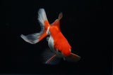 Ryukin Longtail Red White 5 Inch (ID#416Ry7a-20) Free2Day SHIPPING