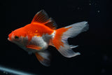 Ryukin Longtail Red White 5 Inch (ID#416Ry7a-20) Free2Day SHIPPING