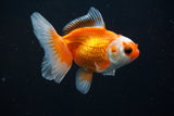 Juvenile Thai Oranda Red White 3-4 Inch (Assorted) Free2Day SHIPPING