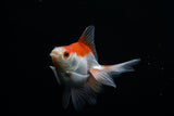 Ryukin Longtail Red White 4 Inch (ID#227Ry7a-22) Free2Day SHIPPING