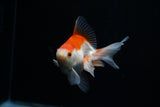 Ryukin Longtail Red White 4 Inch (ID#227Ry7a-22) Free2Day SHIPPING