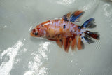 Nemo Koi Galaxy  Halfmoon Female Betta (ID#510-F07) Free2Day SHIPPING