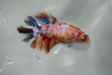 Nemo Koi Galaxy  Halfmoon Female Betta (ID#510-F07) Free2Day SHIPPING