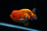Lionchu  Red White 3.5 Inch (ID#412R11a-93) Free2Day SHIPPING. Please see notes