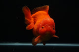 Giant Yuan Bao Oranda  Red 6.5 Inch (ID#712Yb10a-127) Please See Notes