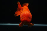 Giant Yuan Bao Oranda  Red 6.5 Inch (ID#712Yb10a-127) Please See Notes