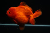 Giant Yuan Bao Oranda  Red 6.5 Inch (ID#712Yb10a-127) Please See Notes