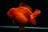 Giant Yuan Bao Oranda  Red 6.5 Inch (ID#712Yb10a-127) Please See Notes