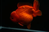 Giant Yuan Bao Oranda  Red 6.5 Inch (ID#712Yb10a-127) Please See Notes