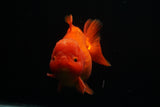 Giant Yuan Bao Oranda  Red 6.5 Inch (ID#712Yb10a-127) Please See Notes