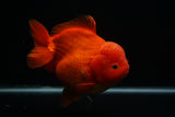 Giant Yuan Bao Oranda  Red 6.5 Inch (ID#712Yb10a-127) Please See Notes