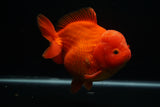 Giant Yuan Bao Oranda  Red 6.5 Inch (ID#712Yb10a-127) Please See Notes