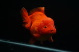 Giant Yuan Bao Oranda  Red 6.5 Inch (ID#712Yb10a-127) Please See Notes