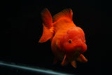 Giant Yuan Bao Oranda  Red 6.5 Inch (ID#712Yb10a-127) Please See Notes