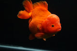 Giant Yuan Bao Oranda  Red 6.5 Inch (ID#712Yb10a-127) Please See Notes