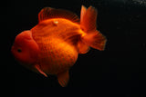 Giant Yuan Bao Oranda  Red 6.5 Inch (ID#712Yb10a-127) Please See Notes