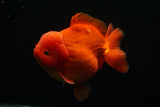 Giant Yuan Bao Oranda  Red 6.5 Inch (ID#712Yb10a-127) Please See Notes