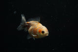 Yuan Bao Oranda  Calico 3.5 Inch (ID#716Yb10b-17) Free2Day SHIPPING