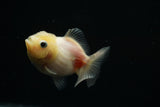 Yuan Bao Oranda  Sakura 3 Inch (ID#716Yb10b-18) Free2Day SHIPPING