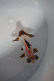 Butterfly  Tricolor 2.5 Inch (ID#416B2b-14) Free2Day SHIPPING