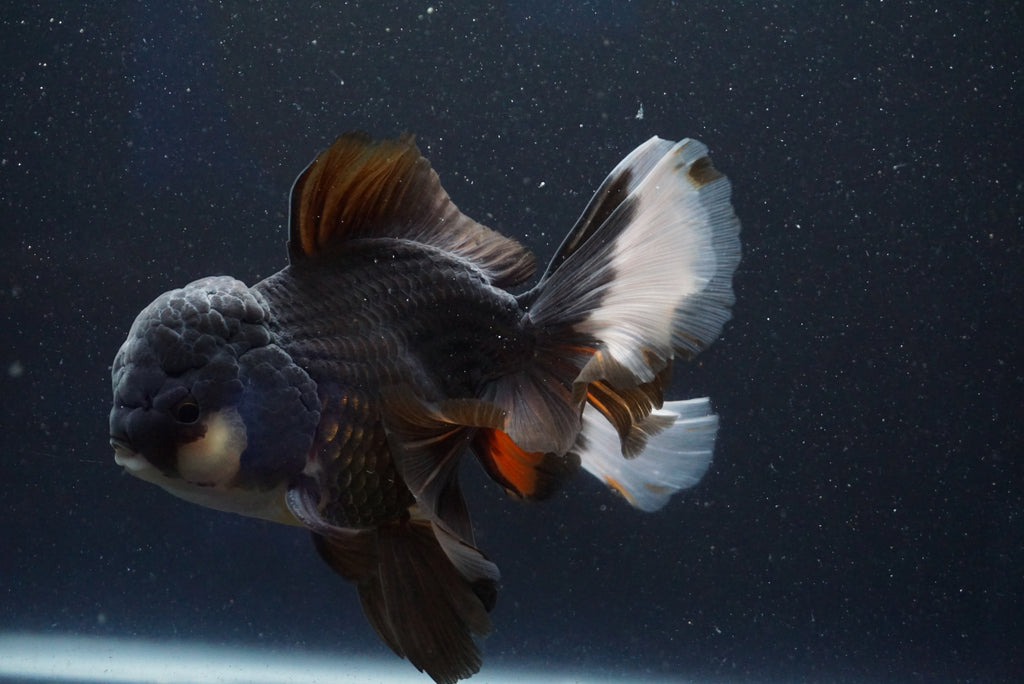 Thai Oranda Tricolor – King Koi And Goldfish