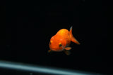 Baby Ranchu  Red White 2.5 Inch (ID#419R9b-26) Free2Day SHIPPING