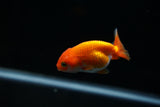 Baby Ranchu  Red White 2.5 Inch (ID#419R9b-26) Free2Day SHIPPING