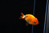 Baby Ranchu  Red White 2.5 Inch (ID#419R9b-27) Free2Day SHIPPING