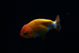 Baby Ranchu  Red White 2.5 Inch (ID#419R9b-27) Free2Day SHIPPING