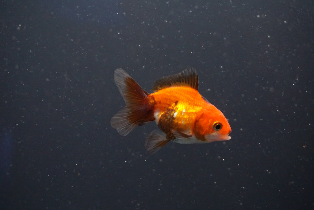 Thai Oranda Tricolor – King Koi And Goldfish